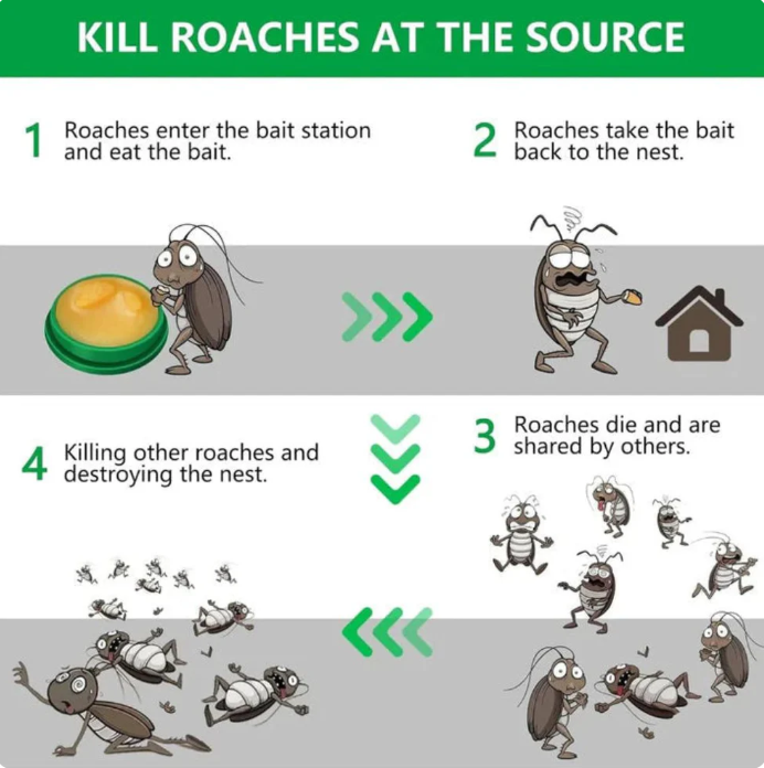 💥 Powerful Cockroach Repellent – Keep Your Home 100% Pest-Free! | Buy 1 Get 1 FREE | Flat 50% OFF | Just ₹499 🚚 COD"